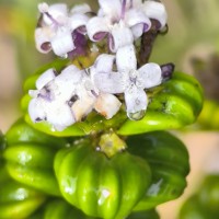 Hedyotis quinquinervia Thwaites