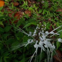 Orthosiphon aristatus (Blume) Miq.