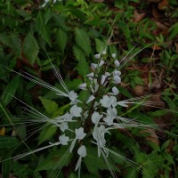 Orthosiphon aristatus (Blume) Miq.