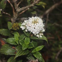 Hedyotis lessertiana Arn.