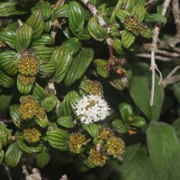 Hedyotis lessertiana Arn.