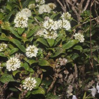 Hedyotis lessertiana Arn.