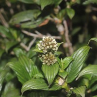 Hedyotis lessertiana Arn.