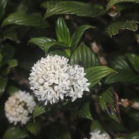 Hedyotis lessertiana Arn.