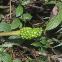 Arisaema leschenaultii Blume