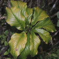 Arisaema leschenaultii Blume