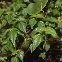 Pilea wightii Wedd.