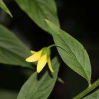 Lysimachia laxa Baudo