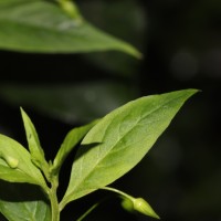 Lysimachia laxa Baudo