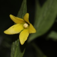 Lysimachia laxa Baudo