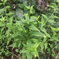 Lysimachia laxa Baudo