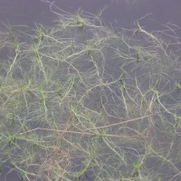 Isolepis fluitans var. fluitans (L.) R.Br.