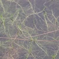 Isolepis fluitans var. fluitans (L.) R.Br.