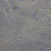 Isolepis fluitans var. fluitans (L.) R.Br.