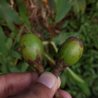 Palaquium rubiginosum (Thwaites) Engl.