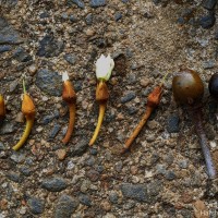 Palaquium rubiginosum (Thwaites) Engl.