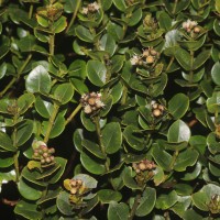 Syzygium sclerophyllum Thwaites