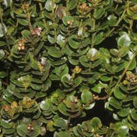 Syzygium sclerophyllum Thwaites