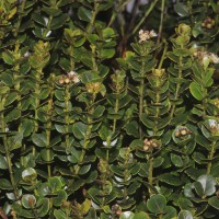 Syzygium sclerophyllum Thwaites