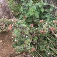 Knoxia platycarpa var. hirsuta (Arn.) Thwaites