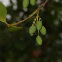 Calophyllum acidus Kosterm.