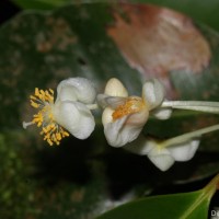 <i>Calophyllum acidus</i>  Kosterm.