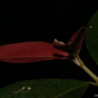 Calophyllum acidus Kosterm.