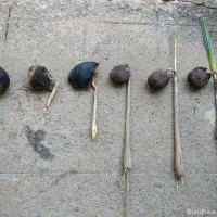 Borassus flabellifer L.