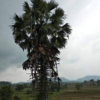 Borassus flabellifer L.