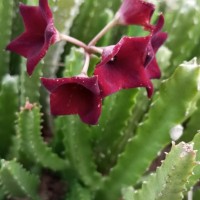 Boucerosia umbellata (Haw.) Wight & Arn.