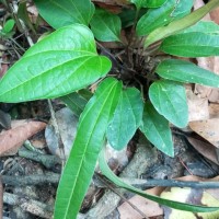 Trichopus zeylanicus Gaertn.