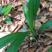 Curculigo orchioides Gaertn.