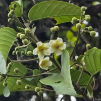 Stemonoporus gardneri Thwaites