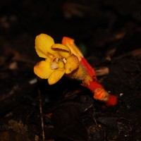 Christisonia bicolor Gardner