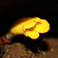 Christisonia bicolor Gardner