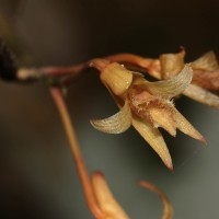 Dendrobium macrostachyum Lindl.
