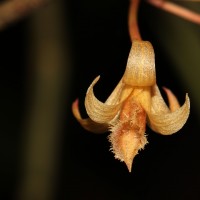 Dendrobium macrostachyum Lindl.