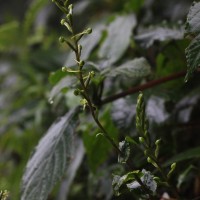 Habenaria dolichostachya Thwaites