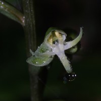 Habenaria dolichostachya Thwaites
