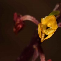 Malaxis discolor (Lindl.) Kuntze