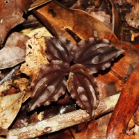 Malaxis discolor (Lindl.) Kuntze