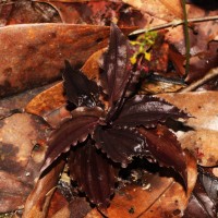 Malaxis discolor (Lindl.) Kuntze