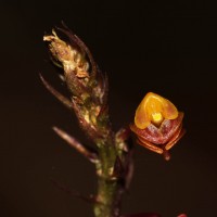 Malaxis discolor (Lindl.) Kuntze