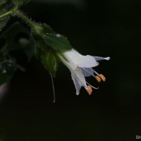 Strobilanthes arnottiana Nees