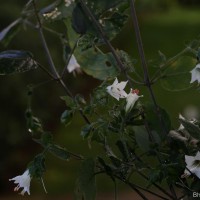 Strobilanthes arnottiana Nees