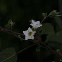 Strobilanthes arnottiana Nees
