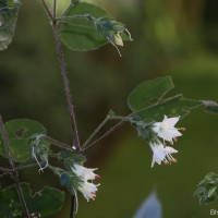 Strobilanthes arnottiana Nees