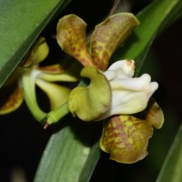Vanda thwaitesii Hook.f.