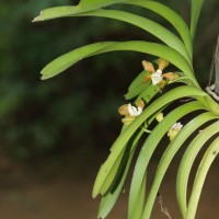 Vanda thwaitesii Hook.f.