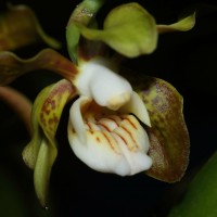 Vanda thwaitesii Hook.f.